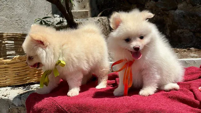 Dos cachorros blancos