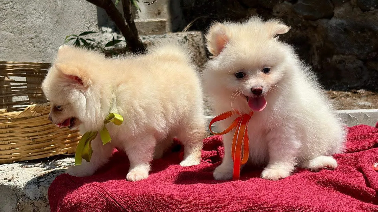 Dos cachorros blancos de MAT'S MASCOTAS