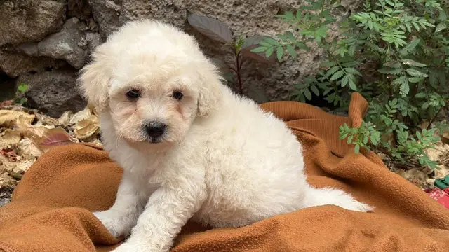 Cachorro blanco