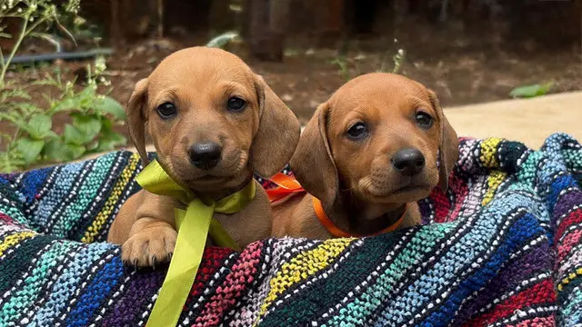 Dos cachorros color café