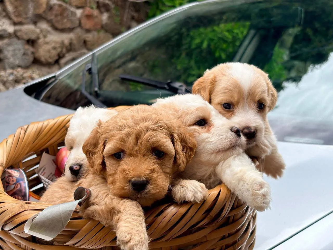 Grupo de cachorros de MAT'S MASCOTAS