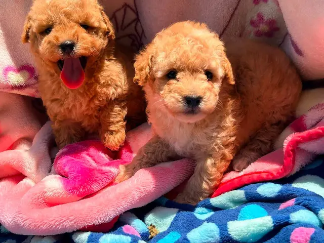 Dos cachorros rizados