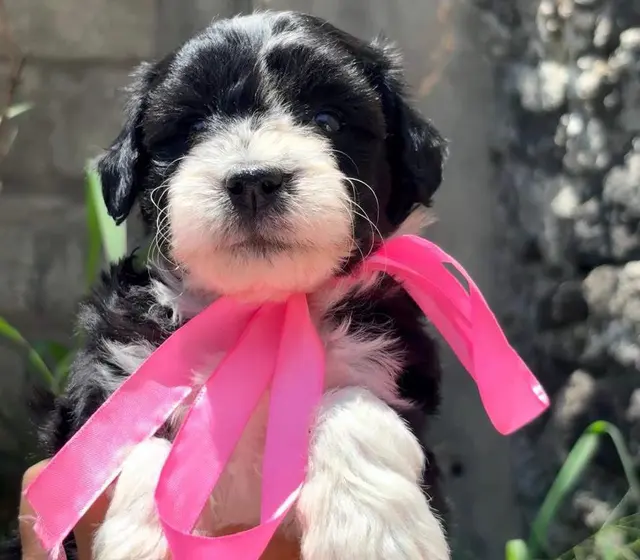 Cachorro negro y blanco con moño rosa